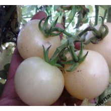 Редкие сорта томатов Супер Белоснежка